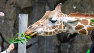 Žirafe ēd zaļas lapas no bērna rokas Rīgas zoodārza apmeklējuma laikā.