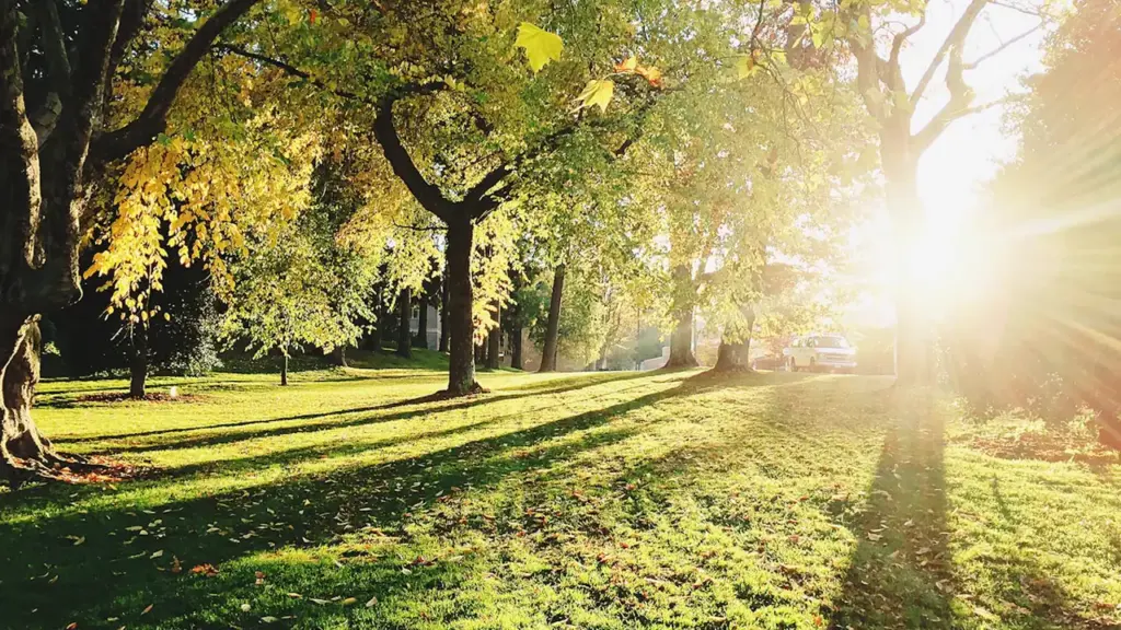 Siltas rīta saules stari izgaismo koku lapotnes un zaļo zālāju parkā.