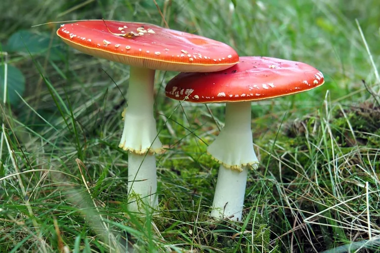 Sēņošana 29.–30. augustā: drošības pārbaude pirms meža
