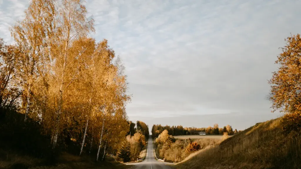 Tukšs ceļš starp kokiem ar rudens lapām Latvijas lauku ainavā septembra sākumā.