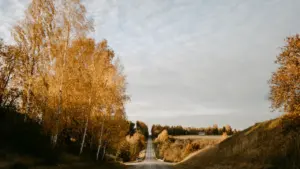 Tukšs ceļš starp kokiem ar rudens lapām Latvijas lauku ainavā septembra sākumā.