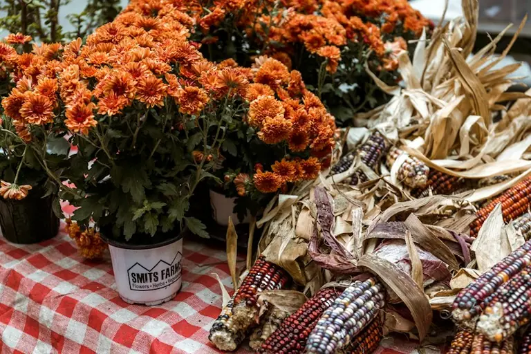 Miķeļi 29. septembrī: ko nozīmē rudens ražas tradīcijas