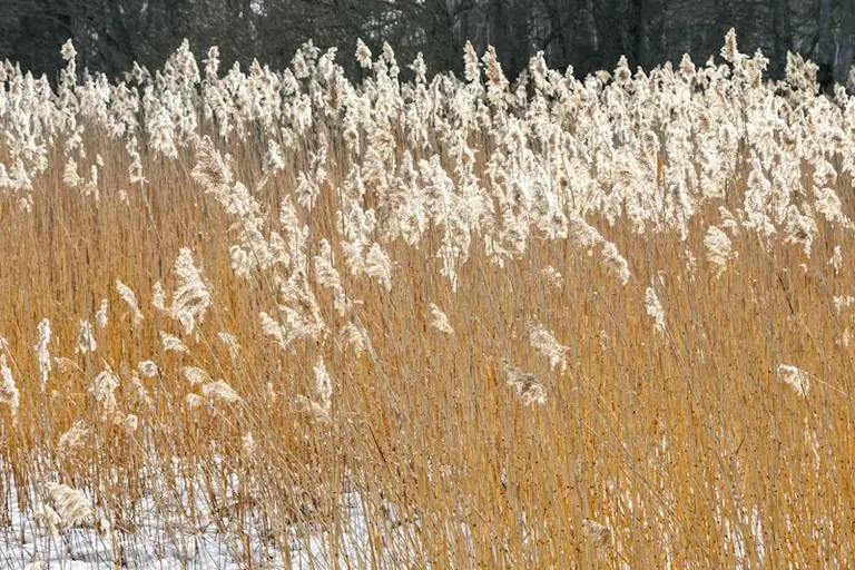 Rīgas pirmais sals: vai gaisa temperatūra oktobrī noslīdēs zem nulles?