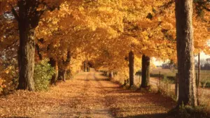Rudens ainava ar koku aleju un dzeltenām lapām Latvijas lauku ceļa malās.