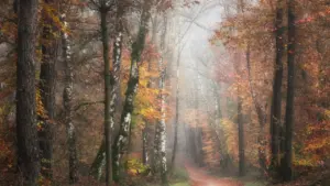 Miglains rudens meža celiņš ar krāsainām lapām mierīgā novembra rītā Latvijas dabā.